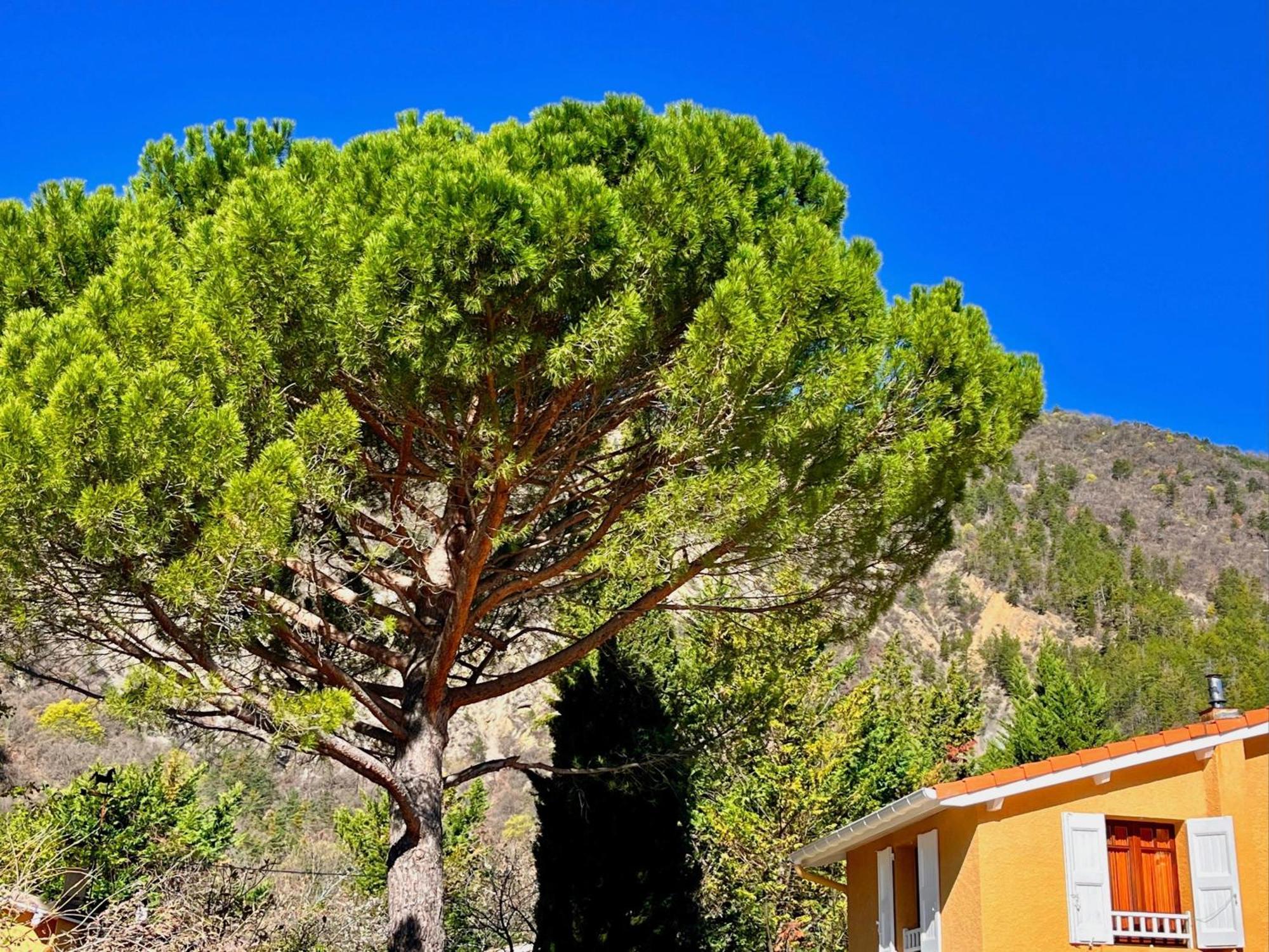 Chambres D'Hotes - Le Pin Des Arches Digne-les-Bains Buitenkant foto